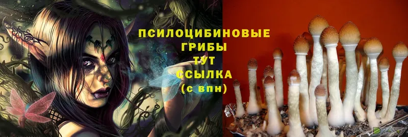 Галлюциногенные грибы Cubensis  omg tor  Нижнеудинск 